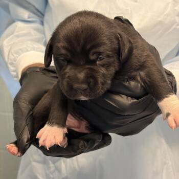 Basset Hound Dogs Available for Adoption in Loxahatchee Groves, Florida - PRINCE CHARMING 5772 | PetCurious