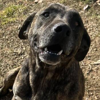 Boxer Dogs Available for Adoption in Andover, Massachusetts - Butterball Bold ~ Needs Summer Lovin! | PetCurious