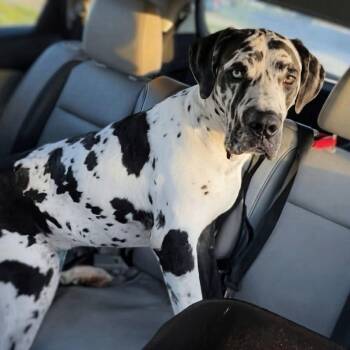 PATCHES -  Great Dane Dog for Adoption in Dalton, Georgia - PATCHES | PetCurious