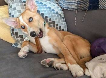 Nelson -  Collie and Mixed Breed Dog for Adoption in Denver, Colorado - Nelson | PetCurious