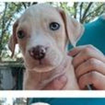 Giselle Greenwood -  Terrier Dog for Adoption in Tampa, Florida - Giselle Greenwood | PetCurious