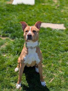 Terrier Dogs Available for Adoption in Chambersburg, Pennsylvania - Reina | PetCurious