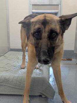 German Shepherd Dog Dogs Available for Adoption in Indianapolis, Indiana - MADI MUFFIN | PetCurious