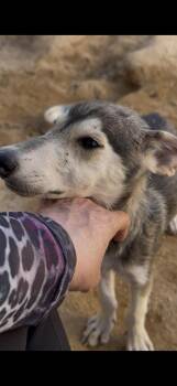 Ember -  German Shepherd Dog Dog for Adoption in Palm Desert, California - Ember | PetCurious