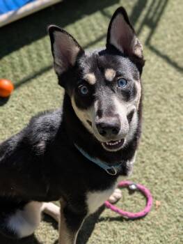 Leo -  Husky Dog for Adoption in Sudbury, Massachusetts - Leo | PetCurious