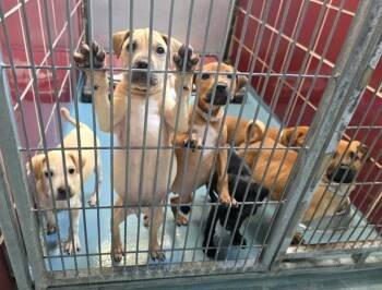 Strawberry -  Shar Pei and Labrador Retriever Dog for Adoption in Sedalia, Colorado - Strawberry | PetCurious