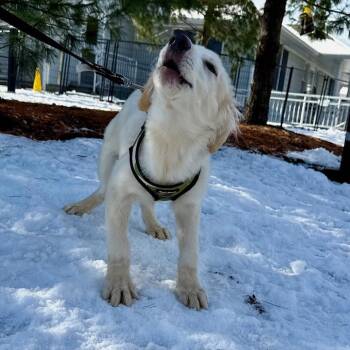 Great Pyrenees Dogs Available for Adoption - Sir Fluffington | PetCurious