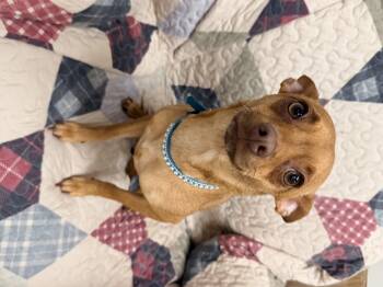 Tinker -  Chihuahua and Miniature Pinscher Dog for Adoption in Logan, Ohio - Tinker | PetCurious