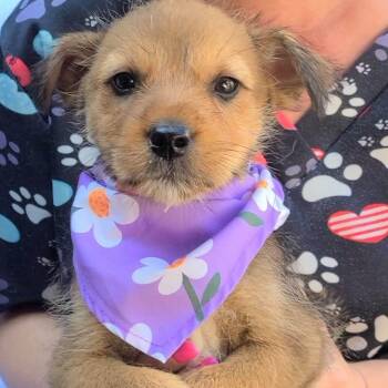 Moose Tracks -  Mixed Breed Dog for Adoption in Woolwich, Maine - Moose Tracks | PetCurious