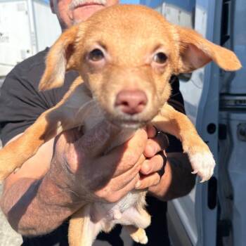 Chip -  Chihuahua Dog for Adoption in Reno, Nevada - Chip | PetCurious