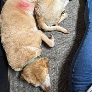 Yellow Labrador Retriever Dogs Available for Adoption in Fredericksburg, Virginia - Periwinkle Pop | PetCurious