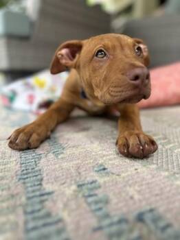 Oceanbike-Adopted -  Mixed Breed Dog for Adoption in Chamblee, Georgia - Oceanbike-Adopted | PetCurious