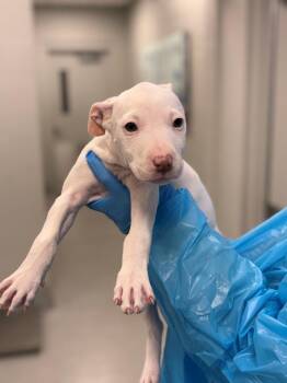 Q-Tip -  Pit Bull Terrier and Mixed Breed Dog for Adoption in Chillicothe, Ohio - Q-Tip | PetCurious