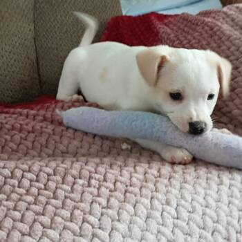 Chihuahua and Mixed Breed Dogs Available for Adoption in Shorewood, Illinois - Butterscotch | PetCurious