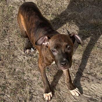 Rescue Pit Bull Terrier Dogs for Adoption in Valdosta, Georgia - Canary | PetCurious