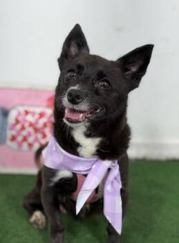 Fifi-One of our Amazing Rescue Dogs -  Pembroke Welsh Corgi and Chihuahua Dog for Adoption in Carlsbad, California - Fifi-One Of Our Amazing Rescue Dogs | PetCurious