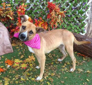 Rescue Black Mouth Cur Dogs for Adoption in Oklahoma City, Oklahoma - BUFFY 465641 | PetCurious