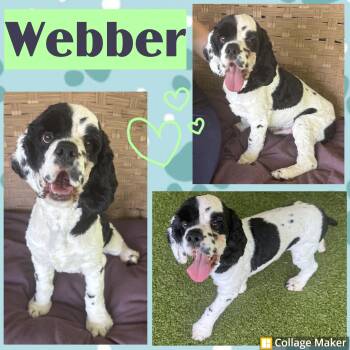 Webber -  Cocker Spaniel Dog for Adoption in Clearfield, Pennsylvania - Webber | PetCurious