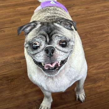 Rescue Pug Dogs for Adoption in Alvin, Texas - Arza | PetCurious