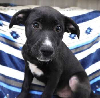 Mikey -  Labrador Retriever Dog for Adoption in Thief River Falls, Minnesota - Mikey | PetCurious