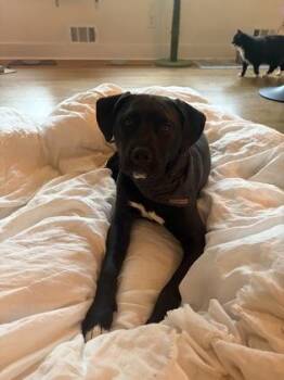 Boone -  Pit Bull Terrier and Mixed Breed Dog for Adoption in Atlanta, Georgia - Boone | PetCurious