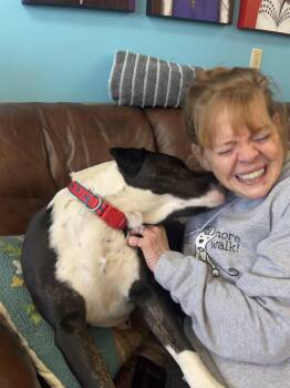 Rescue Black Labrador Retriever Dogs for Adoption in Holly Springs, Mississippi - Lopez | PetCurious