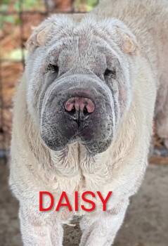 Shar Pei Dogs Available for Adoption in Cameron, North Carolina - Daisy | PetCurious