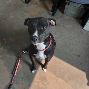 26-067 -  Pit Bull Terrier Dog for Adoption in Carrollton, Ohio - 26-067 | PetCurious