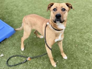 Terrier Dogs Available for Adoption - FORD | PetCurious