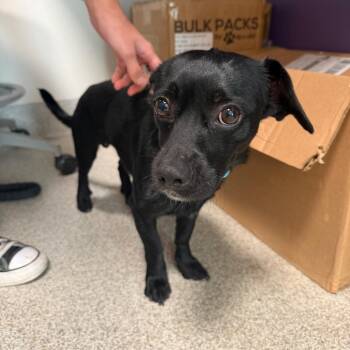 Mixed Breed Dogs Available for Adoption in Englewood, Florida - Magic | PetCurious