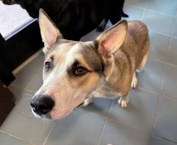 Oso -  Mixed Breed Dog for Adoption in Nashville, Tennessee - Oso | PetCurious