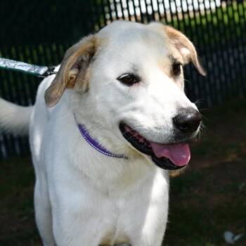 Poppy -  Great Pyrenees Dog for Adoption in Johnson City, Tennessee - Poppy | PetCurious
