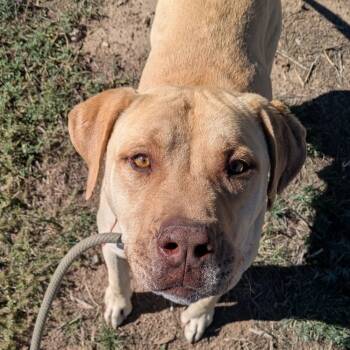 Rescue Pit Bull Terrier Dogs for Adoption in Flagstaff, Arizona - Bucky | PetCurious