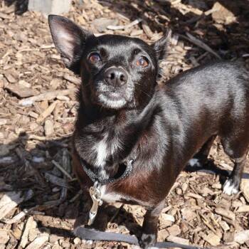 Chihuahua Dogs Available for Adoption in Briarcliff Manor, New York - Coffee | PetCurious