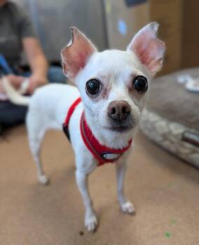 Meela -  Chihuahua Dog for Adoption in Santa Rosa, California - Meela | PetCurious