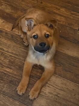 Chow Chow and Australian Shepherd Dogs Available for Adoption in Austin, Texas - Pretzel | PetCurious
