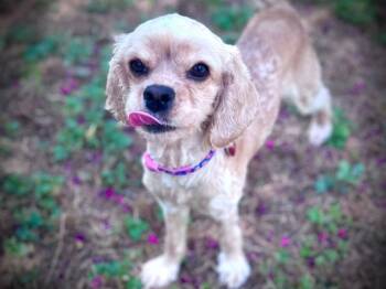Fawn -  Cocker Spaniel Dog for Adoption in Austin, Texas - Fawn | PetCurious