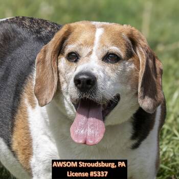 Beagle Dogs Available for Adoption in Stroudsburg, Pennsylvania - Louis | PetCurious