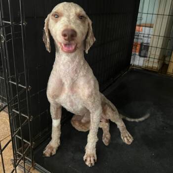 Ashton -  Poodle Dog for Adoption in Fairfax Station, Virginia - Ashton | PetCurious