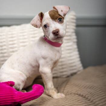 Cotton -  Labrador Retriever and Cattle Dog Dog for Adoption in Pawling, New York - Cotton | PetCurious