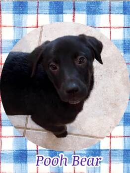 Black Labrador Retriever and Australian Shepherd Dogs Available for Adoption - POOH BEAR | PetCurious