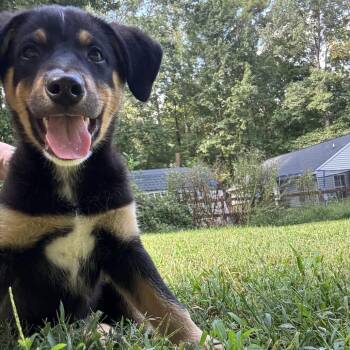 Wadsworth -  Mixed Breed Dog for Adoption in Fredericksburg, Virginia - Wadsworth | PetCurious