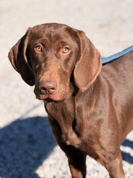 Java -  Chocolate Labrador Retriever and Bloodhound Dog for Adoption in Meherrin, Virginia - Java | PetCurious