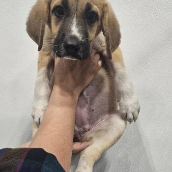 Talia -  Hound and Labrador Retriever Dog for Adoption in Kalamazoo, Michigan - Talia | PetCurious