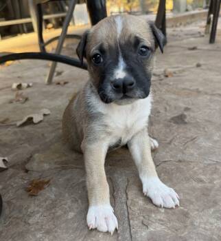 Rescue Shepherd and Mixed Breed Dogs for Adoption in Warr Acres, Oklahoma - Link | PetCurious