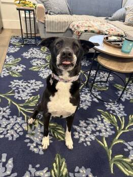 Billy -  Labrador Retriever Dog for Adoption in Boston, Massachusetts - Billy | PetCurious