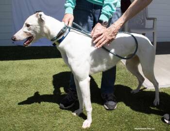 Connor -  Greyhound Dog for Adoption in Woodinville, Washington - Connor | PetCurious