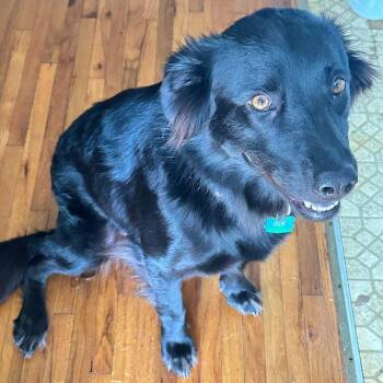Leeloo PC -  Collie and Flat Coated Retriever Dog for Adoption in Goliad, Texas - Leeloo PC | PetCurious