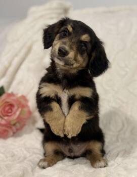 Dachshund and Australian Shepherd Dogs Available for Adoption - Paris | PetCurious