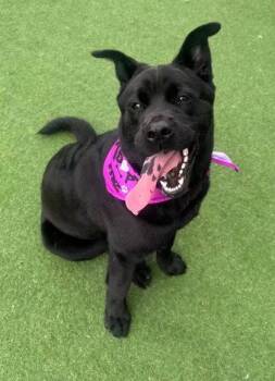 Osita -  Black Labrador Retriever and Chow Chow Dog for Adoption in Newport, New Hampshire - Osita | PetCurious